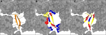 Weak Chemical Interactions That Drive Protein Evolution