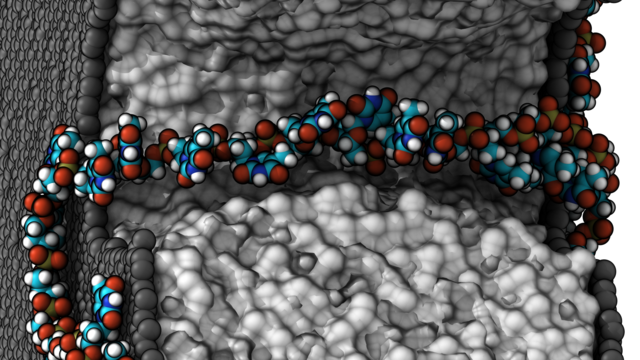article's main image is rotated and cropped from: graphene sandwich membrane shown in black and white with DNA shown in color stretching through one nanopore from one side of the membrane to the other