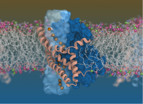 Molecular transporters in brain cells captured in action: Glutamate transporters conducting water and ions.