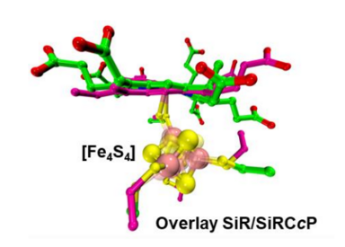 overlay of computational model of SiRCcP with crystal structure of native SiR from E. coli