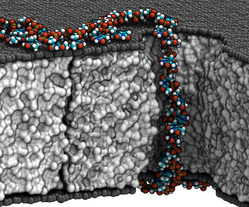 graphene sandwich membrane shown in black and white with DNA shown in color stretching through one nanopore from one side of the membrane to the other