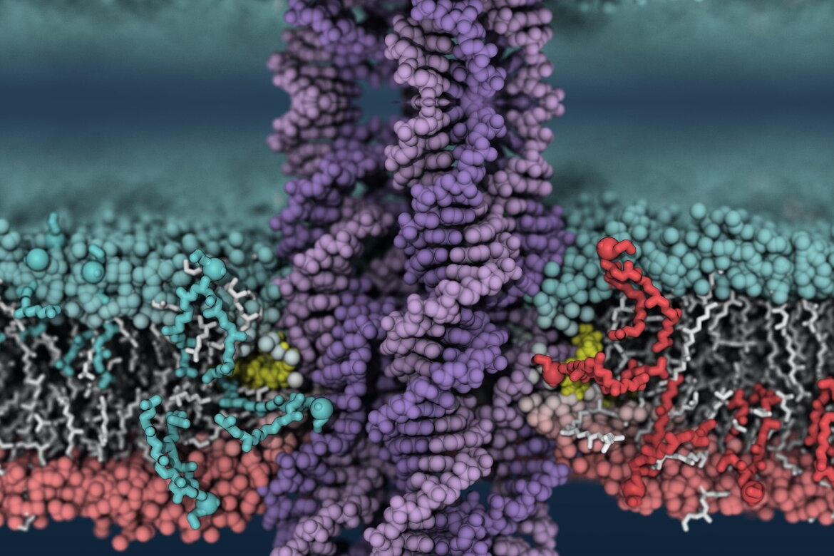 Blue Waters supercomputer to model and create this synthetic DNA-built enzyme that inserts into a cell membrane