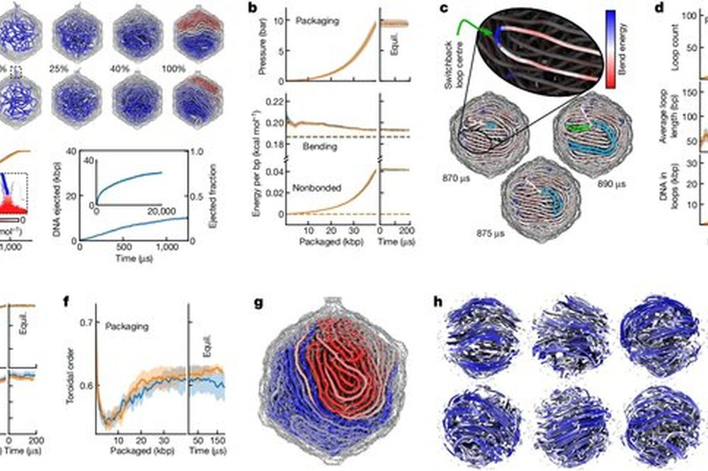 First-atom-level computational model of DNA packaging.