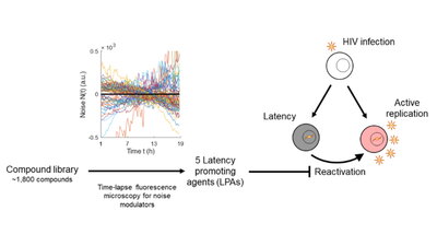 A flow chart displaying the process used to discover the latency promoting agents of HIV