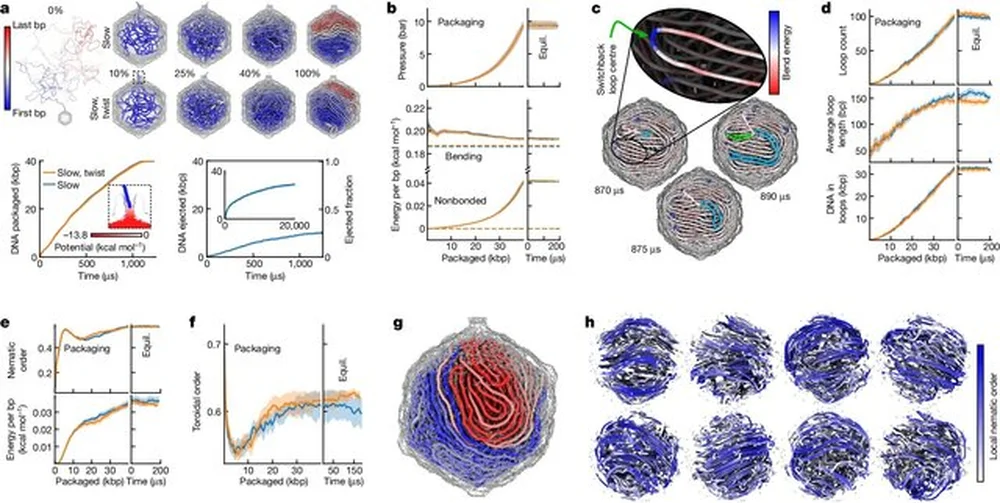 First-atom-level computational model of DNA packaging.