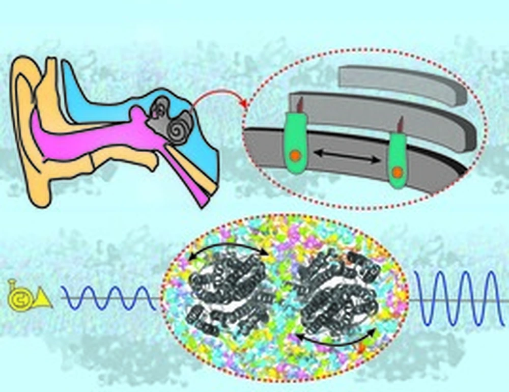 Diagram showing sound entering the ear and being processed by the brain.