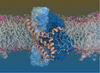 Molecular transporters in brain cells captured in action: Glutamate transporters conducting water and ions.